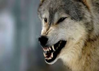 Ukraynanın Zakarpatye vilayətini canavarlar “işğal edib”