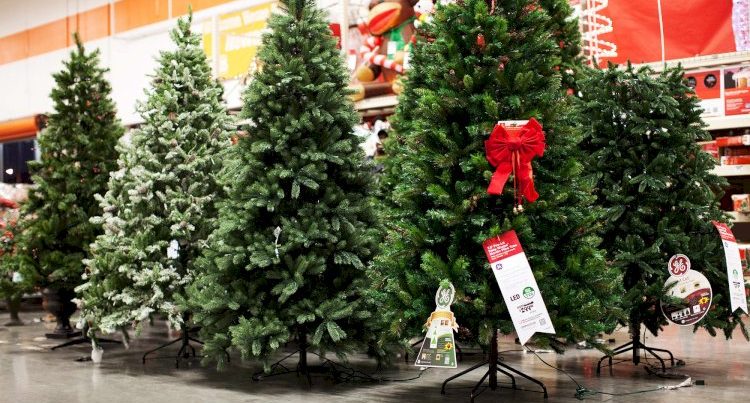 Bakıda əlyandıran qiymətə yolkalar – FOTOLAR