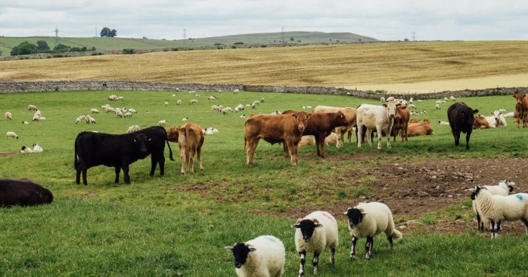 Təsərrüfatla məşğul olanların nəzərinə: Tariflər AZALDILDI