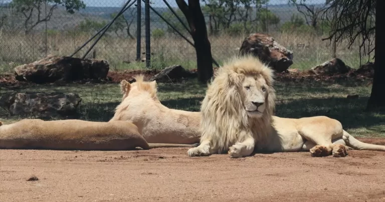 8 yaşlı uşaq beş gün ərzində 40 şirlə birlikdə milli parkda qalıb