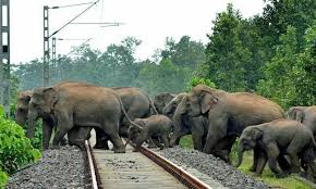 Sərnişin qatarı fil sürüsü ilə toqquşdu: xeyli sayda fil tələf oldu