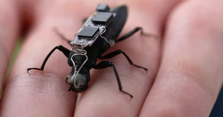 Alimlər bunu da etdi: Tarakanlar insanları xilas edə biləcək!