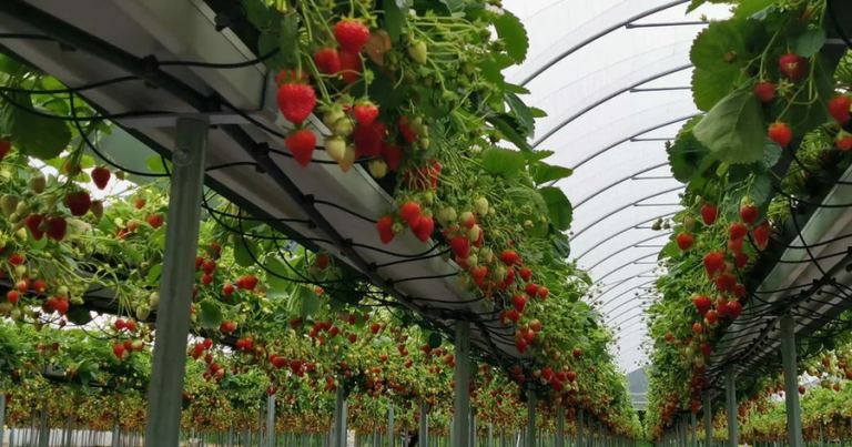 Həkim çiyələyin zərərlərindən danışıb