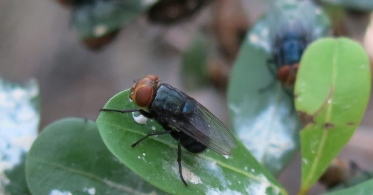 İnsanlarda ilk “duzluq paraziti” virusu Merilənddə qeydə alınıb