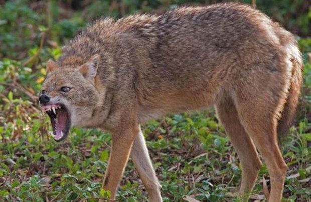 Cəlilabadda çaqqal kənd sakinlərinə hücum edib, xəsarət alanlar var