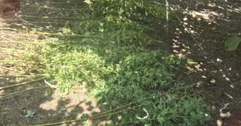 Qəbələdə fındıq bağında çətənə kolu yetişdirməkdə təqsirləndirilən şəxs həbs olunub