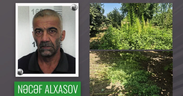 Qəbələdə fındıq bağında çətənə kolu yetişdirən şəxs həbs olunub