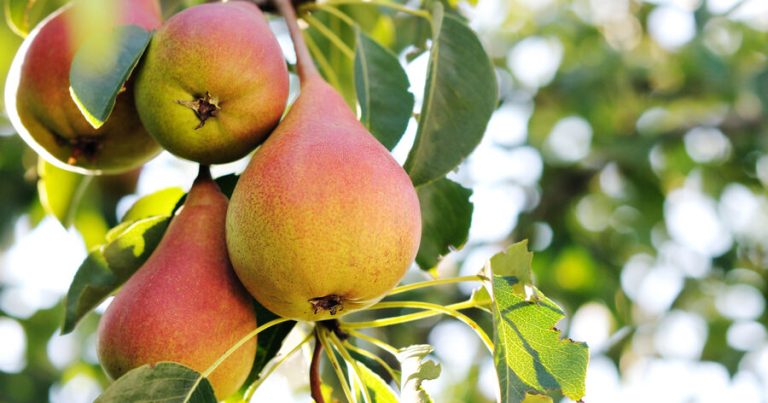 Ən yüksək lif tərkibli meyvələr bunlardır