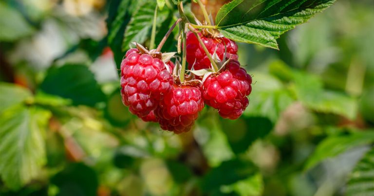 Dərinin tonunu yaxşılaşdıran məhsullar bunlardır