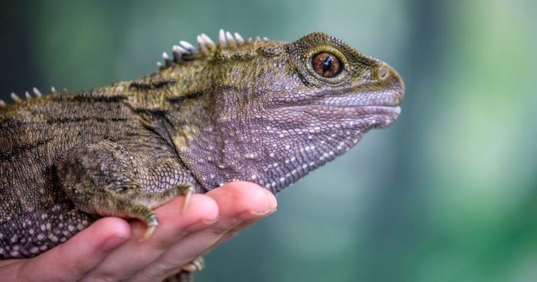 İngiltərədə dünyanın ən qədim kərtənkələsi tapılıb