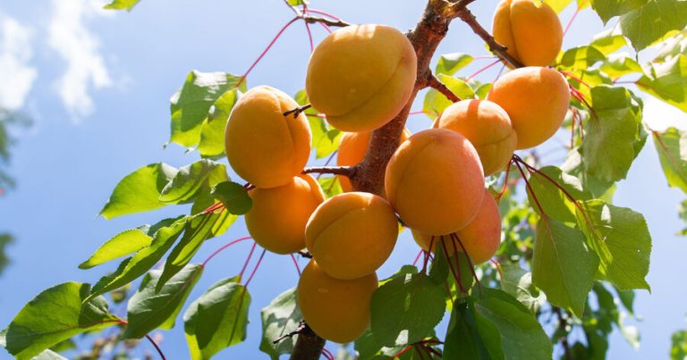 Həkim ərik toxumunun təhlükələri barədə xəbərdarlıq edib