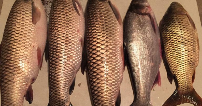 “Balıqlara yem əvəzinə insan nəcisi verilir” – Azərbaycanda tükürpədici biznes