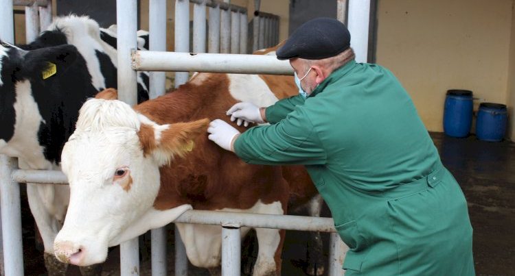 “Dabağa yoluxmuş heyvanlarda balanın sağ qalma ehtimalı çox azdır” – BAYTAR