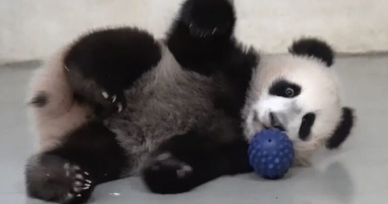 Yaponiyada zooparklar yarım əsrdən sonra ilk dəfə pandasız qalacaq