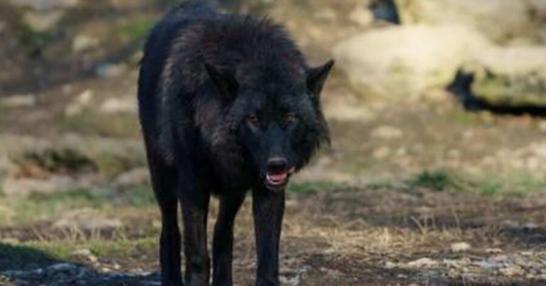 Hindistanda canavar dörd aylıq körpəni parçalayıb