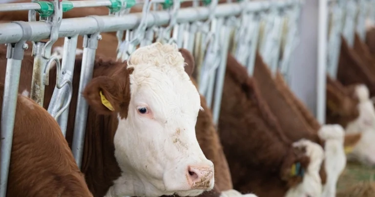 Azərbaycana kökəltmə üçün idxal olunan heyvanlar ƏDV-dən azad edilə bilər