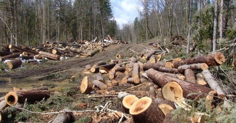 AVANT’ fürsət gözləyirdi: Daha bir neçə ağac kəsildi… – NARAZILIQ VAR…