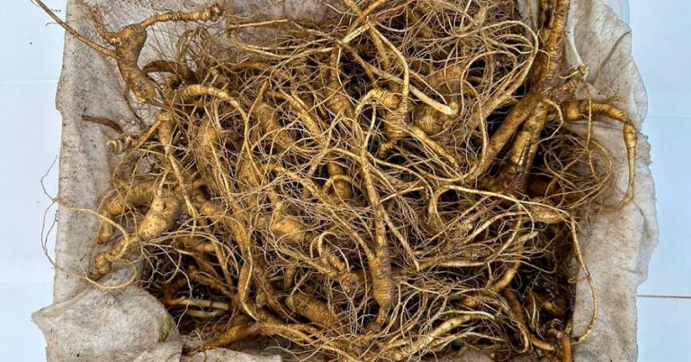 Alimlər hormonal saç tökülməsinə qarşı təbii həll yolu tapıblar