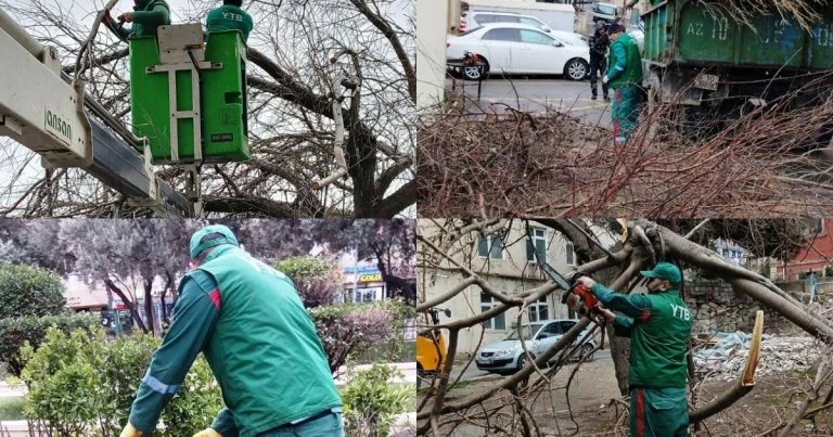 Güclü külək nəticəsində Bakıda neçə ağac aşıb?