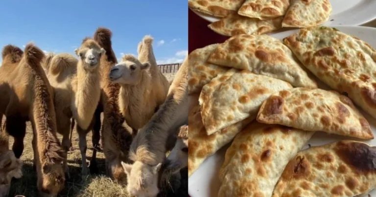 “Dəvə qutabı” adı ilə müştərilər aldadılır: Paytaxt restoranları ilə bağlı İDDİA