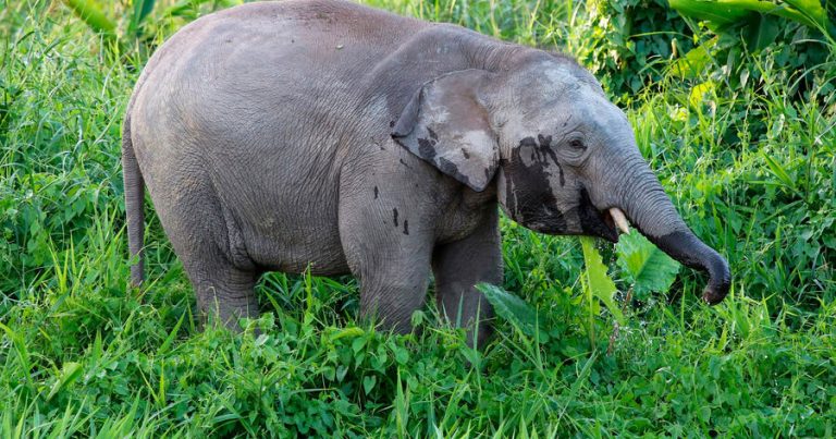 Nepal onlarla insanın ölümünə səbəb olan filin aqibətini açıqladı