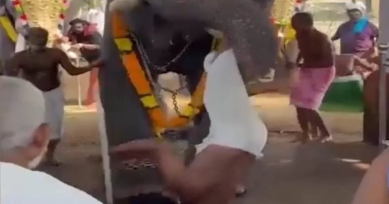 Qəzəblənmiş fil keşişi qaldırıb yerə çırpdı