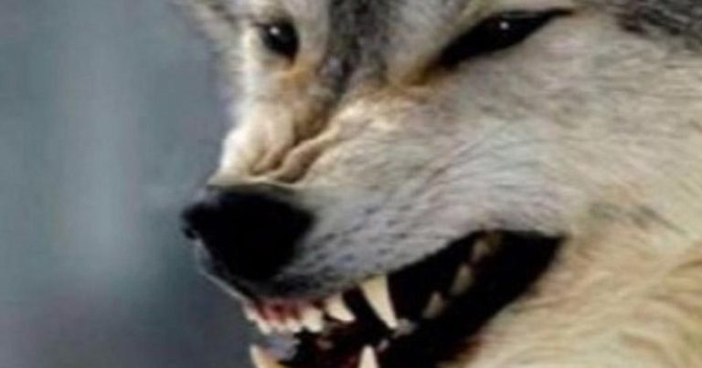 Lənkəran və Masallıda canavarlar kəndlərə hücum edib