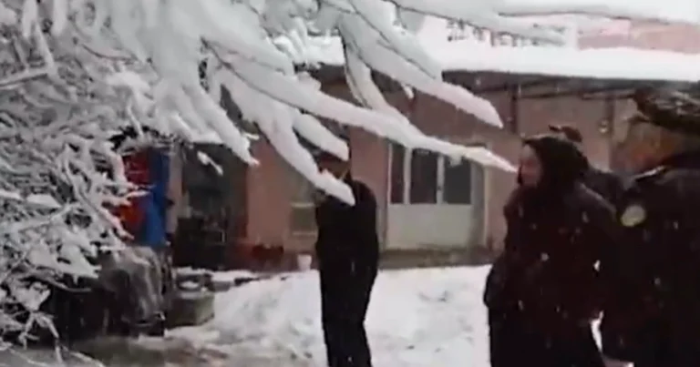 Güclü qar Cəlilabadda ağacı mağazanın üzərinə aşırdı – Yaşlı qadının xilasedilmə VİDEOSU