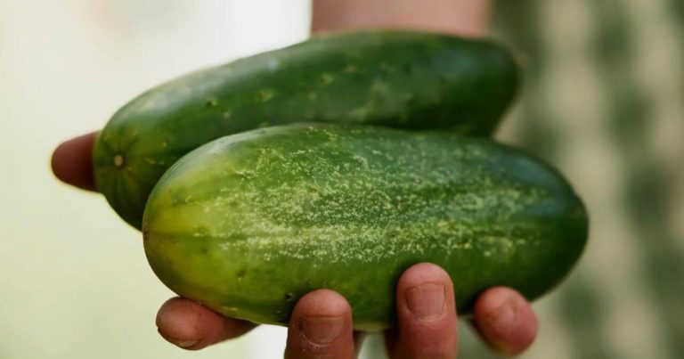 Ət qiymətinə xiyar