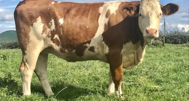 Ətin qiymətində gözlənilməz DƏYİŞİKLİK