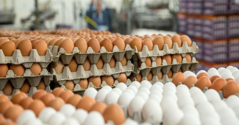 Azərbaycanda süni yumurta satılır? – Bu yolla ayırmaq olar