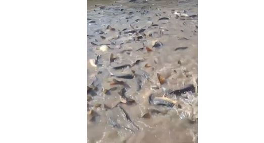 Qubada sel məmur biznesini ifşa etdi – Balıqlar kimindir?- VİDEO