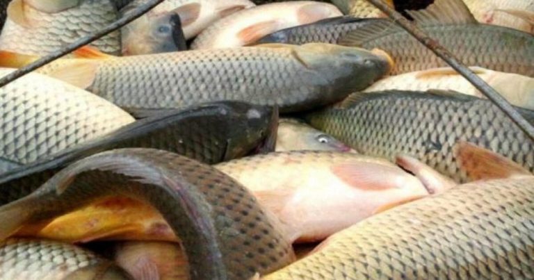 Azərbaycanda bu məhsulun qiyməti BAHALAŞDI – QİYMƏTLƏR