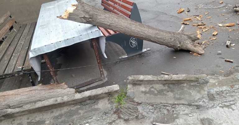 Bakıda təhlükəli vəziyyət – Ağac uşaqların oturduğu skamyanın üzərinə aşdı – Fotolar