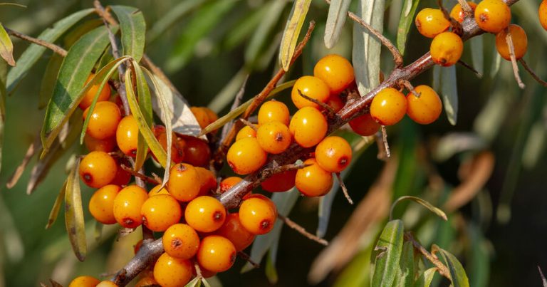 Qan şəkərini azaltmaq üçün yeni təbii üsul aşkar edilib