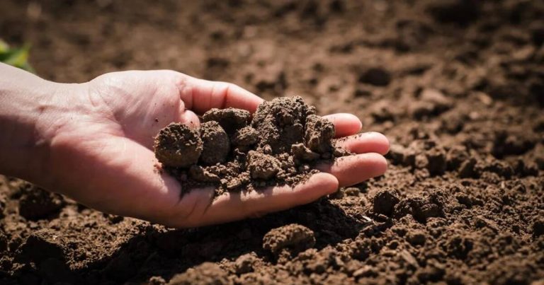 Azərbaycanın bu ərazilərində torpağın sotu 2 MİLYONDUR