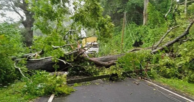 Paytaxtda ağac aşdı, yol bağlandı Paytaxtda ağac aşdı, yol bağlandı