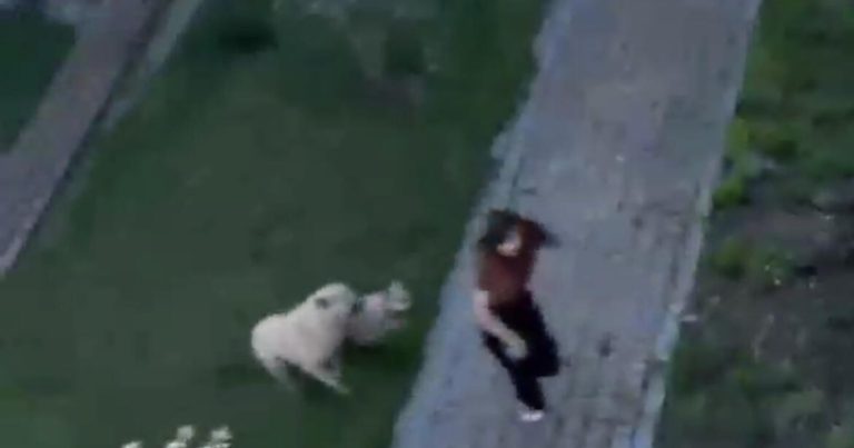 Universitetin həyətində tələbəyə sahibsiz itlər hücum ETDİ – ANBAAN VİDEO