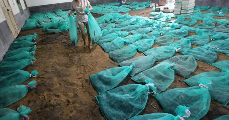 Bir qadın zəhərli ilan yetişdirərək ildə 150 min dollar qazanır