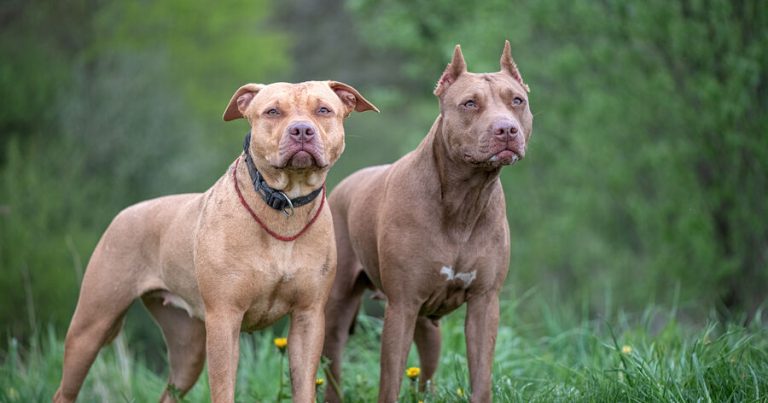 Pitbull cinsli itlər müdaxilə edən şəxsi parçalayaraq öldürdü