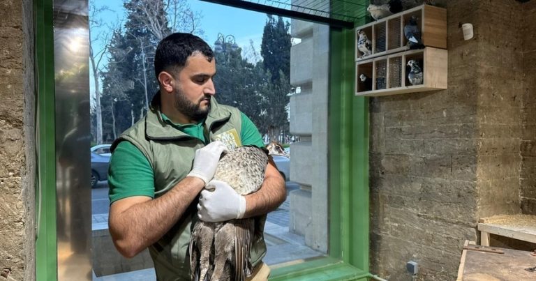 SON DƏQİQƏ: Bakıda gizli “zoopark” ifşa olundu – İki nazirlik HƏRƏKƏTƏ KEÇDİ SON DƏQİQƏ: Bakıda gizli “zoopark” ifşa olundu – İki nazirlik HƏRƏKƏTƏ KEÇDİ