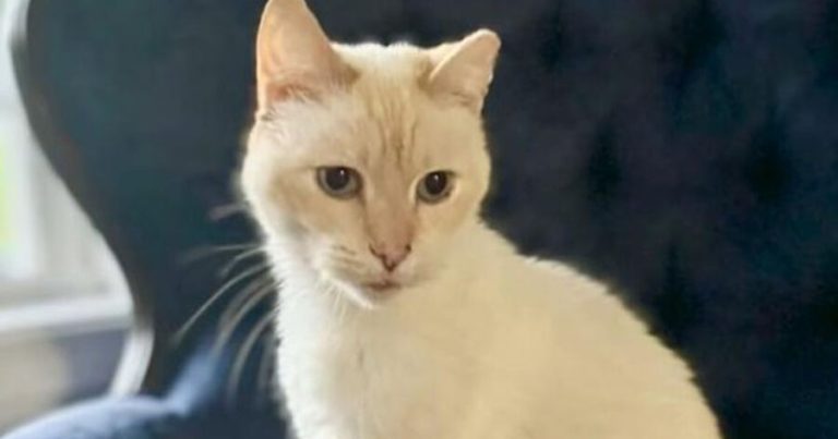 İtkin düşən pişik 10 ildən sonra ailəsinə qovuşdu