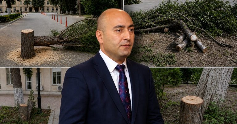 Texnologiya Universitetində “yaşıl soyqırım”? – Yaşar Ömərovun rəhbərlik etdiyi universitetdə ağaclar kütləvi şəkildə kəsilir