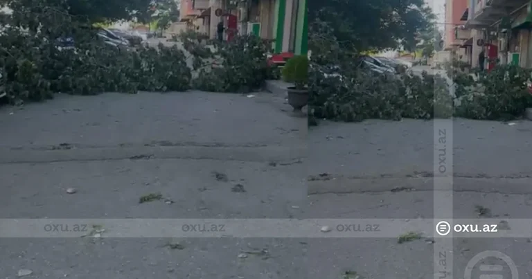 Bakıda güclü külək ağacı aşırdı – VİDEO