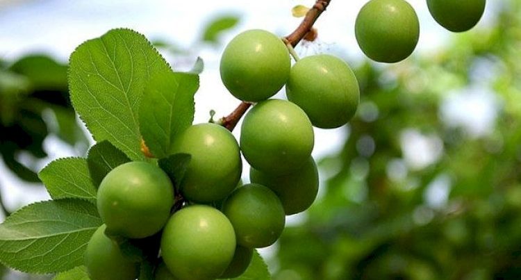 Alça sevənlərin çoxu bunu bilmir – RİSK ALTINDASINIZ