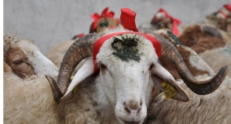 Qurban payını bu şəxslərə vermək olmaz – XƏBƏRDARLIQ!