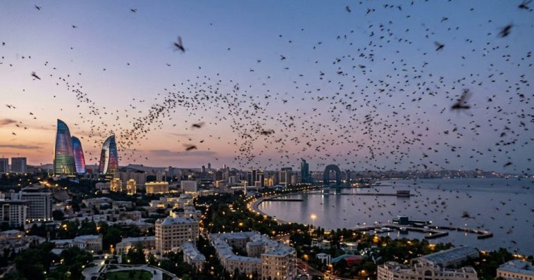 Bakı sakinləri təşvişdə: yayılan bu sirli həşərat nədir? Bakı sakinləri təşvişdə: yayılan bu sirli həşərat nədir?