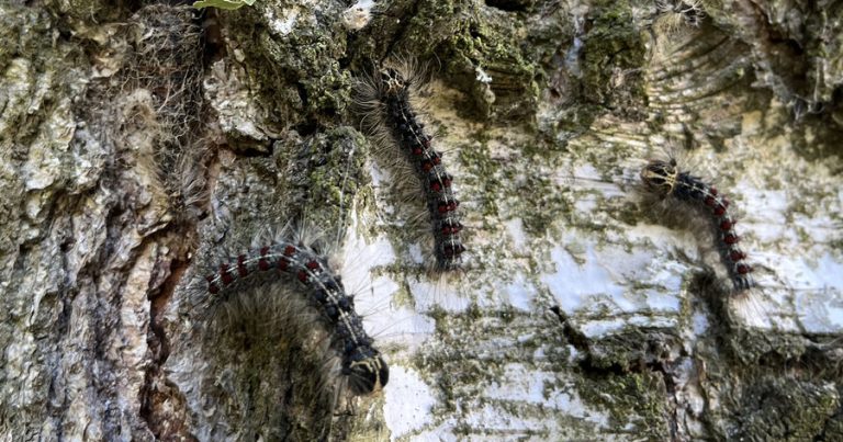 Alimlər müəyyən ediblər: Orta Asiyada ipəkqurdu Şimal İpək Yolundan 2 min il əvvəl yetişdirilib