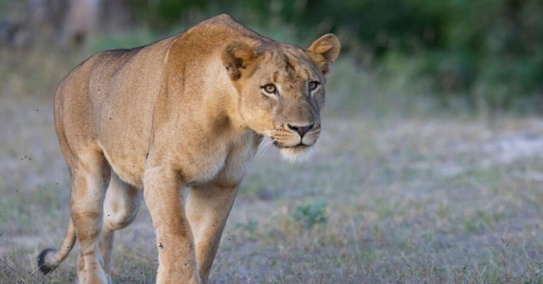Yaponiyada anomal isti hava zooparkda şirlərin ölümünə səbəb olub Yaponiyada anomal isti hava zooparkda şirlərin ölümünə səbəb olub