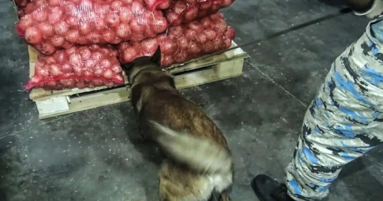 İrandan Rusiyaya aparılan marixuana Azərbaycanda saxlanılıb – VİDEO İrandan Rusiyaya aparılan marixuana Azərbaycanda saxlanılıb – VİDEO